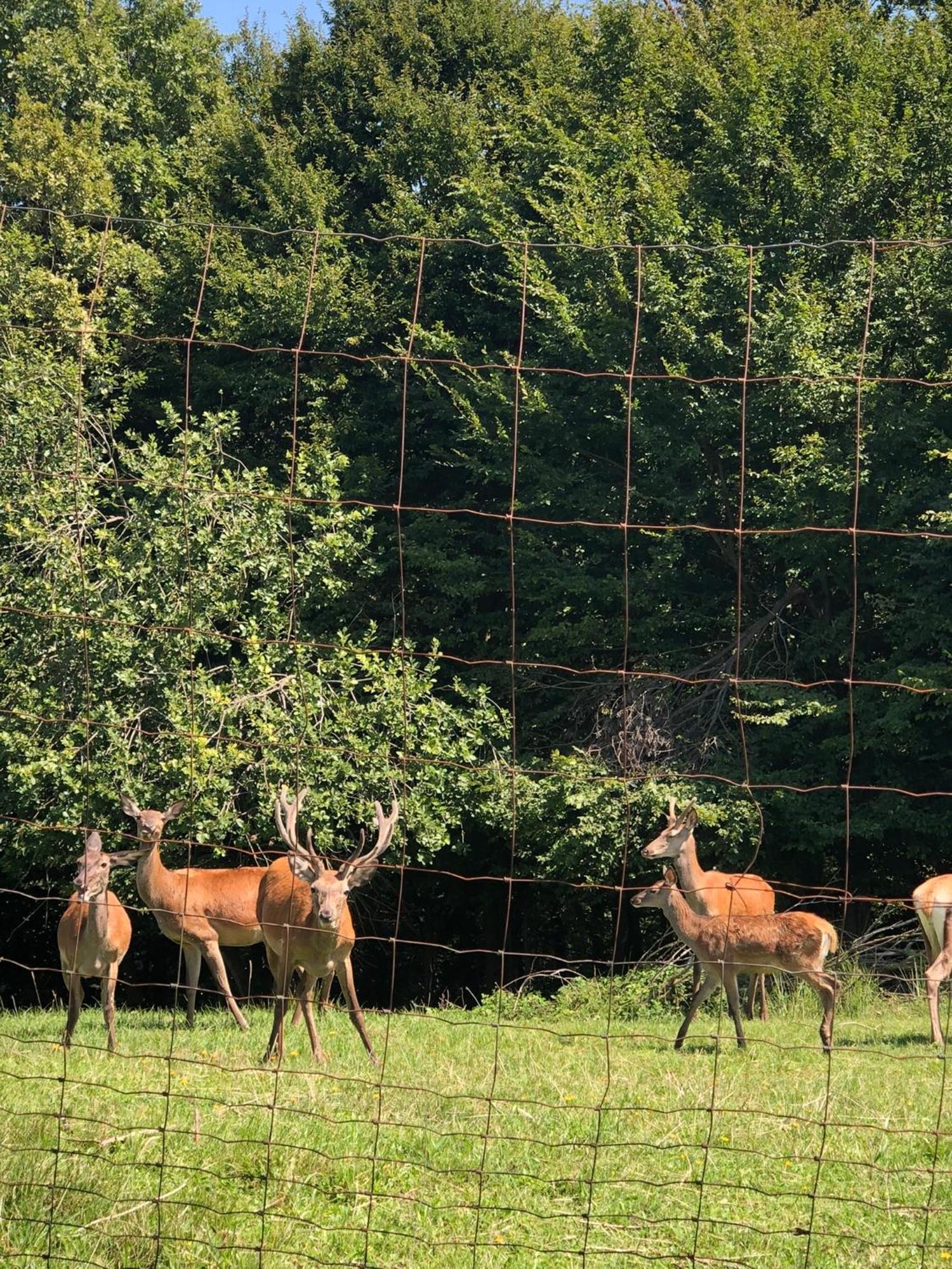 Farmhouse Lipoglav Loče pri Poljčanah Esterno foto