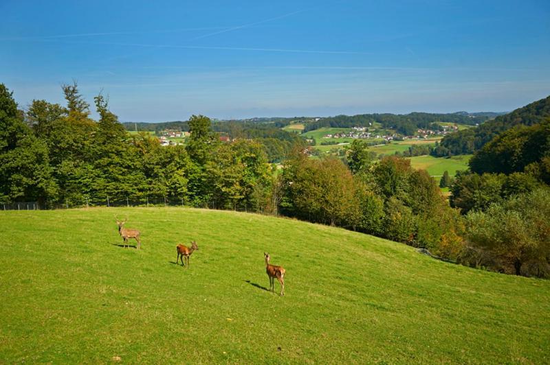 Farmhouse Lipoglav Loče pri Poljčanah Esterno foto